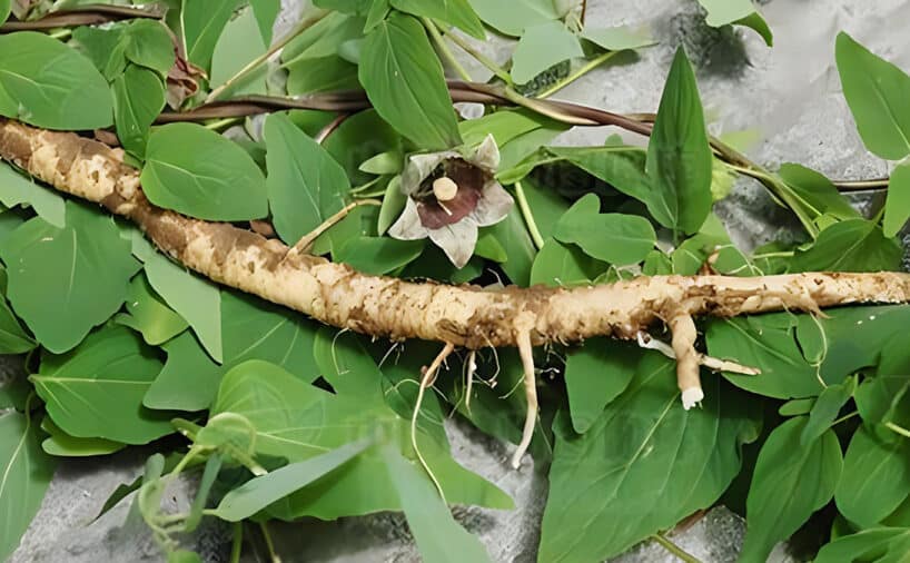 Radix codonopsis herb