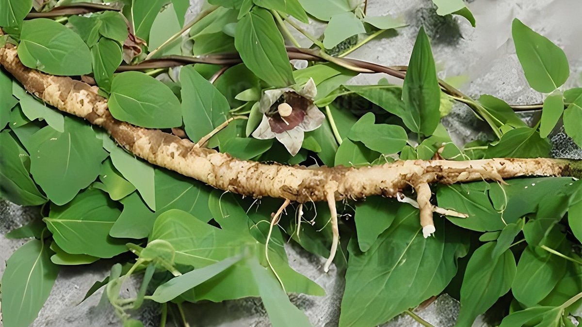 Radix codonopsis herb